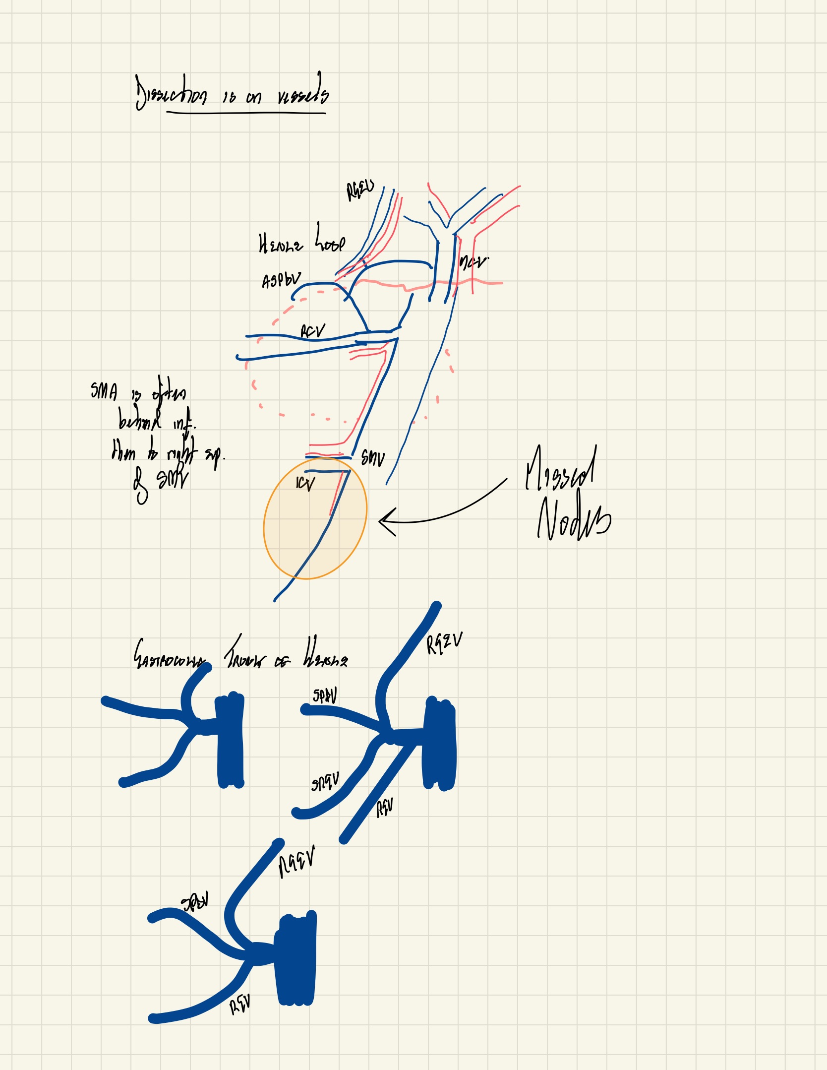 Mesenteric Vascular Anatomy